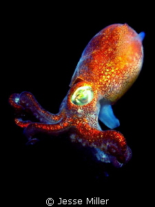Stubby Squid by Jesse Miller 